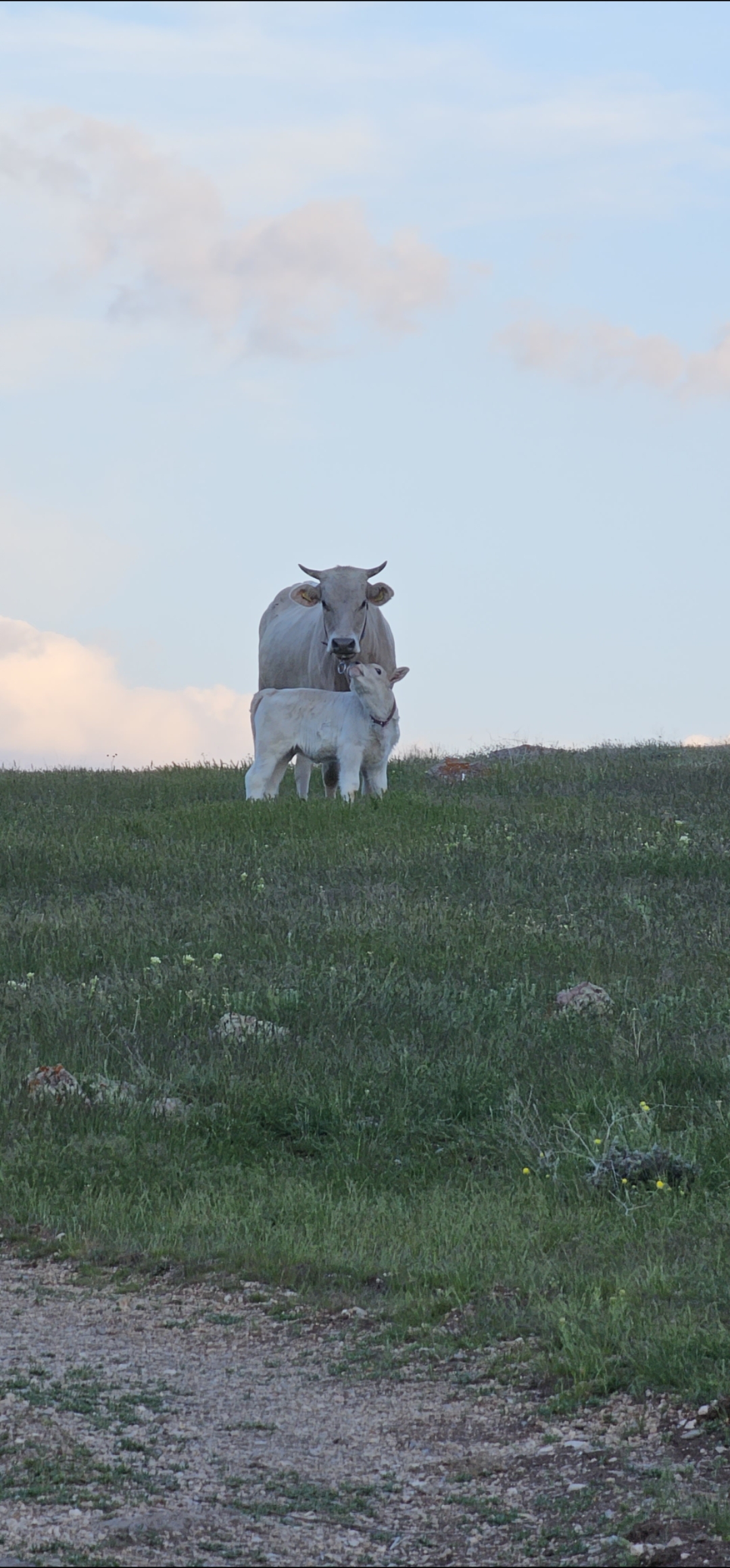 Bir akşam manzarası