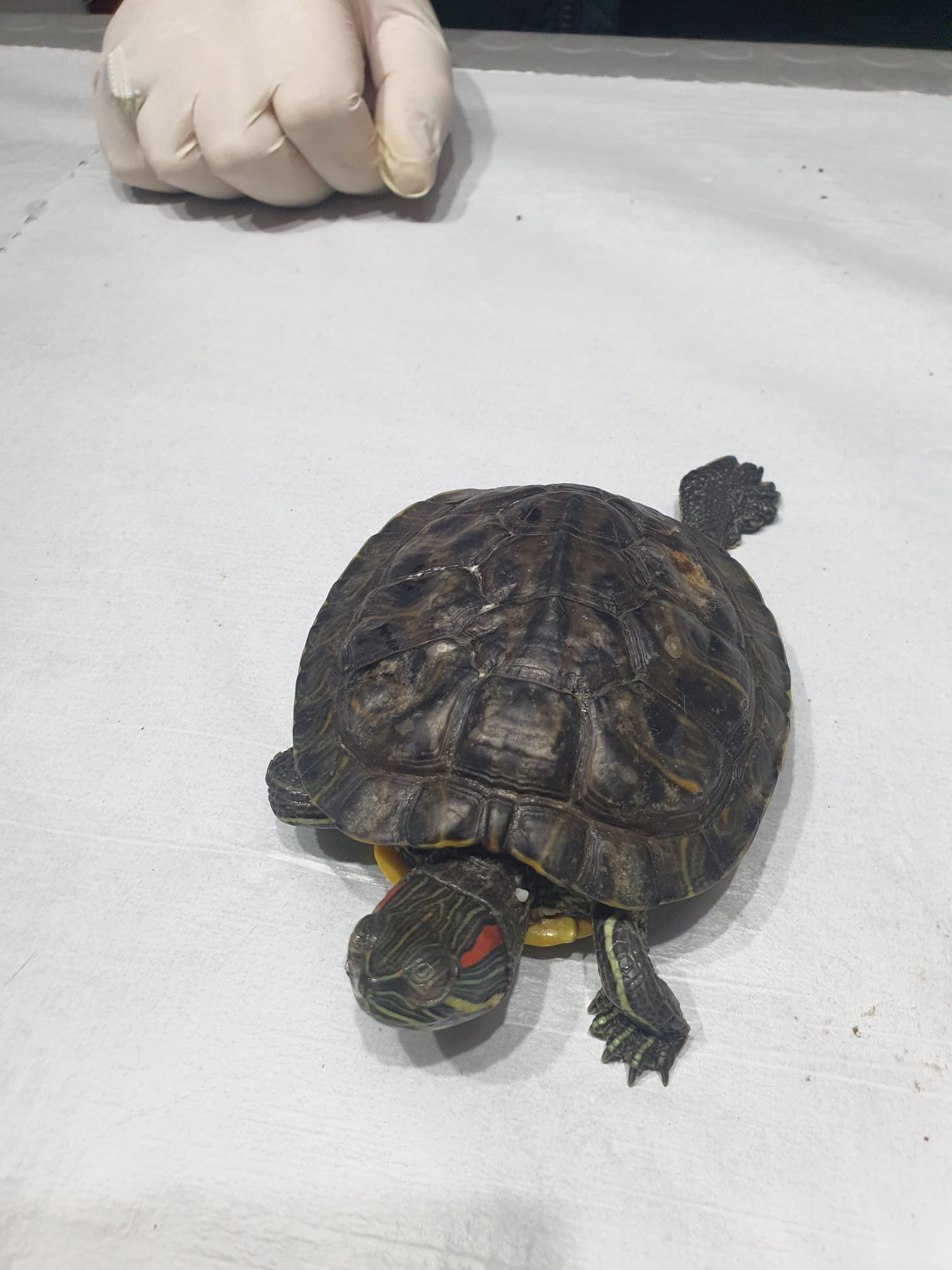 sürüngen dostlarımız