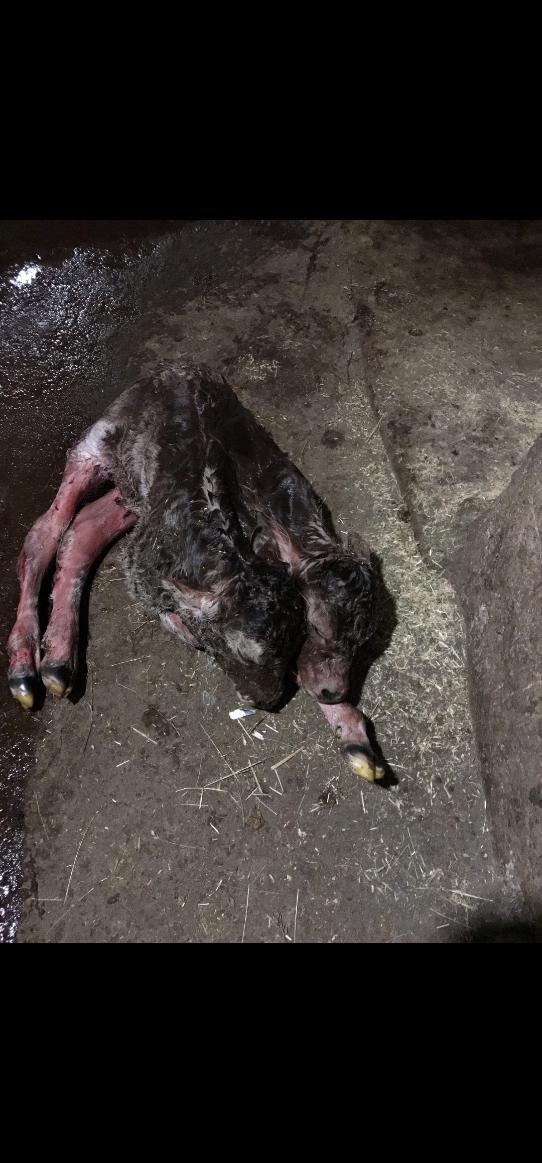 Sezeryanla doğan çift başlı buzağı