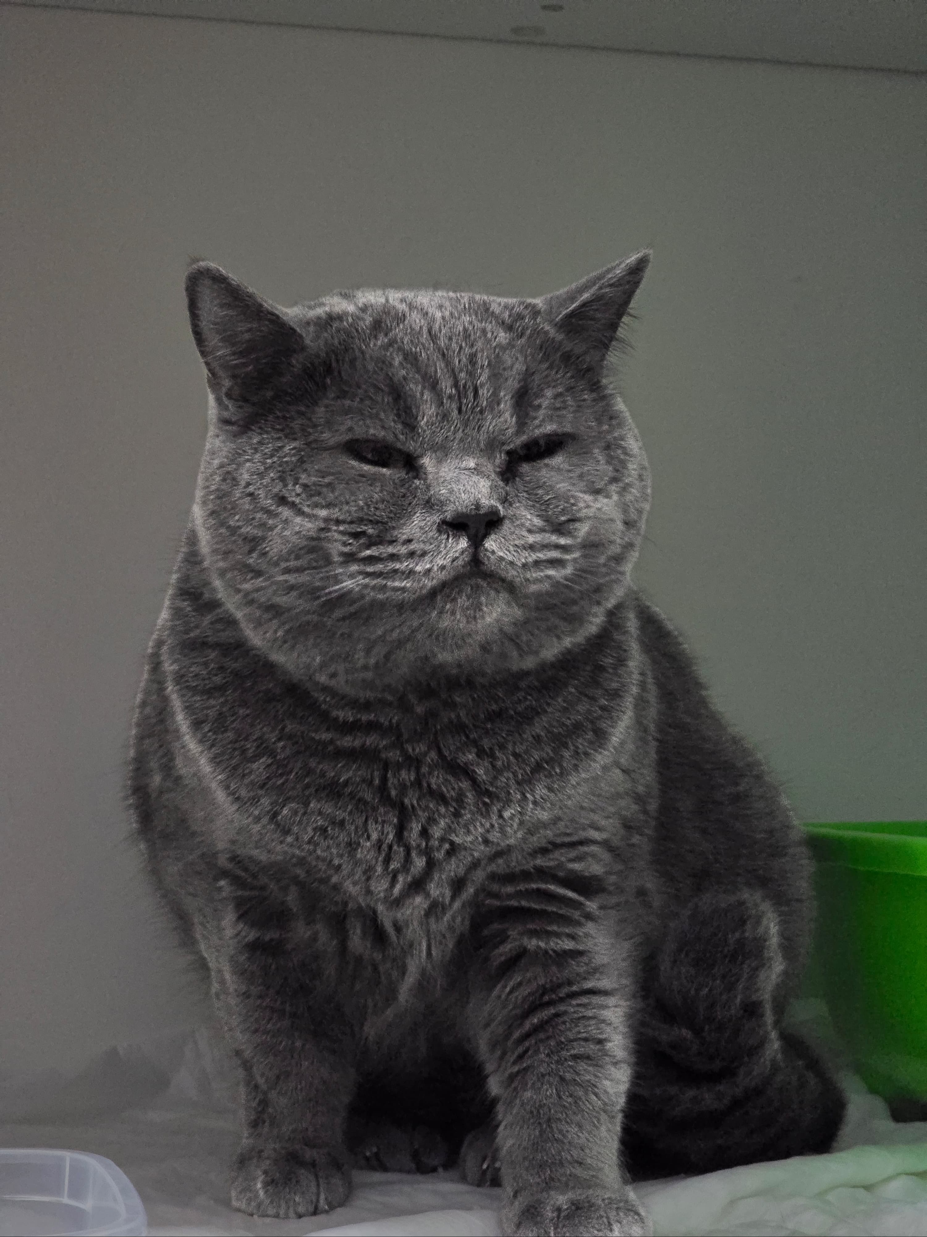 Oscar