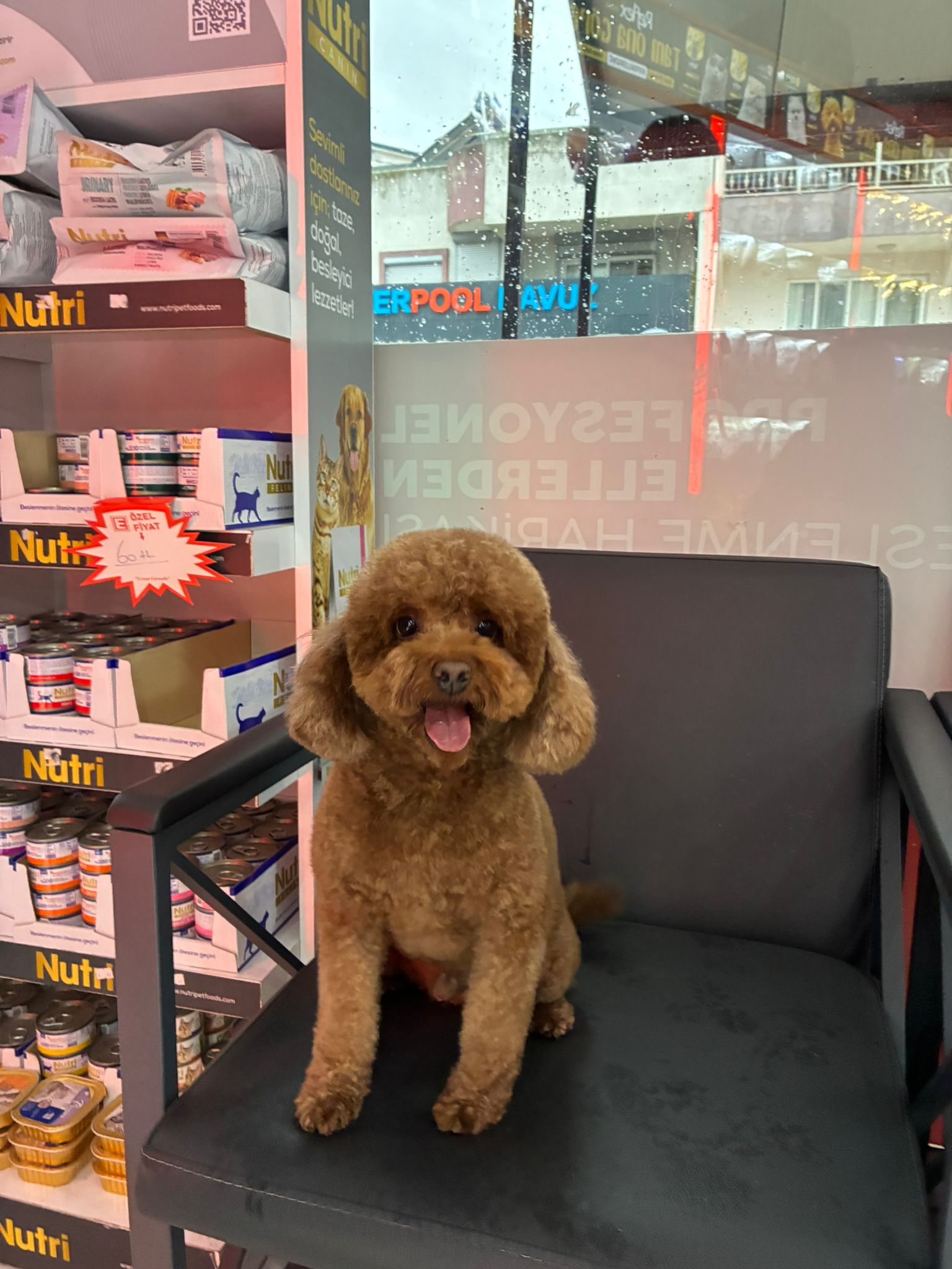 PET KUAFÖR HİZMETİ