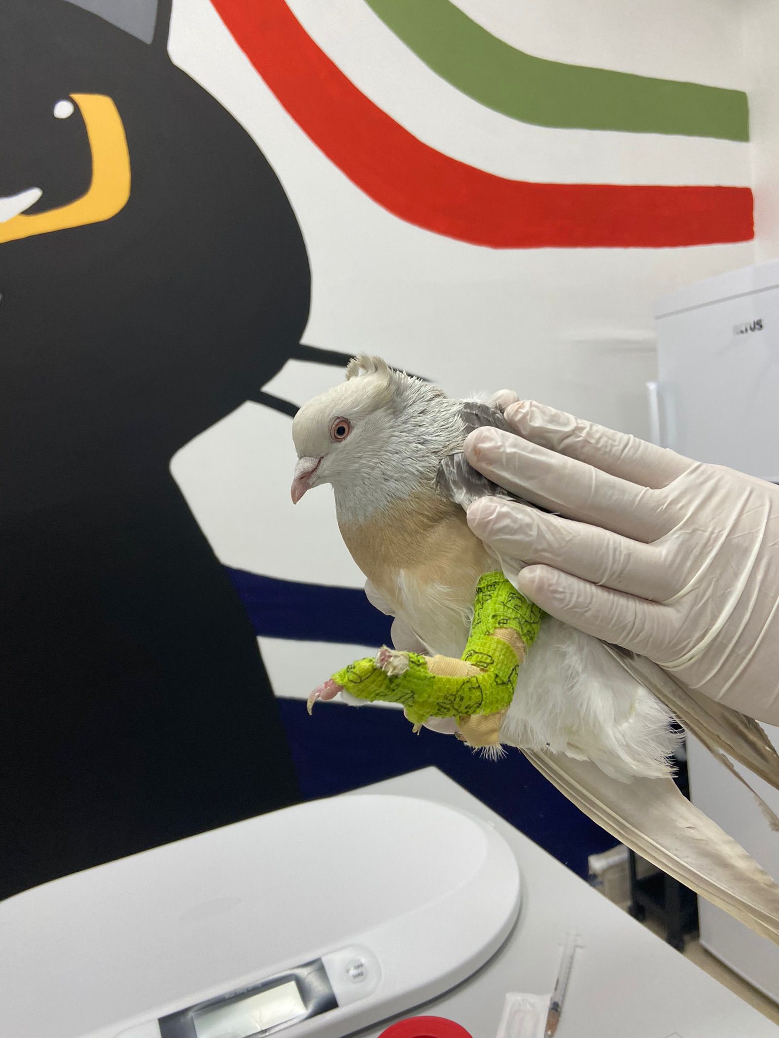 Daha Küçük Patiler