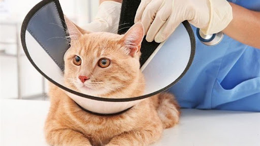 Ankara - Sincan Kısırlaştırma