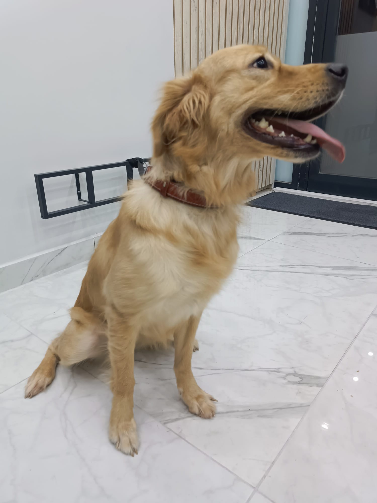 KÖPEK