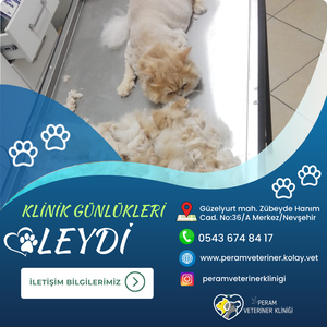 LEYDİ