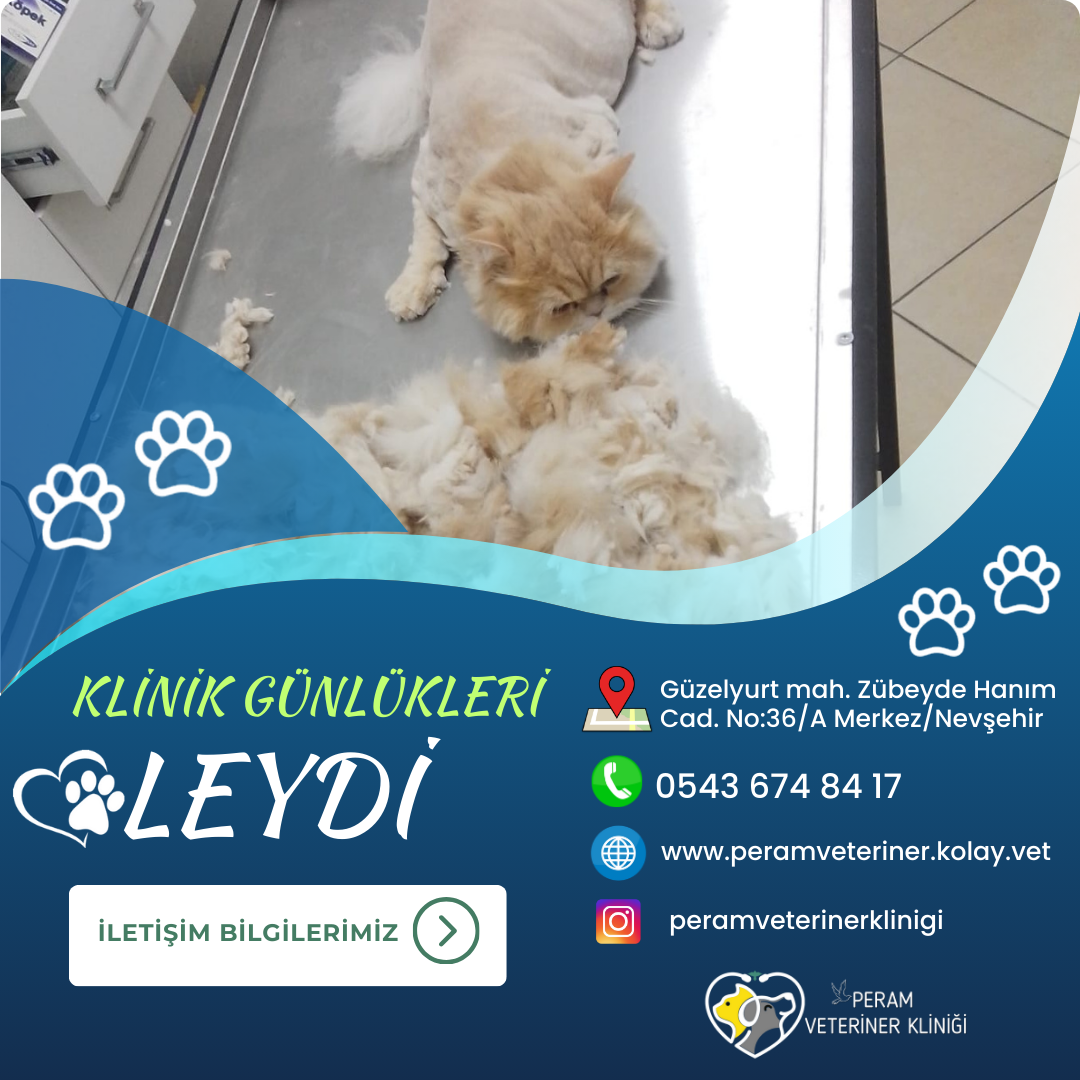 LEYDİ