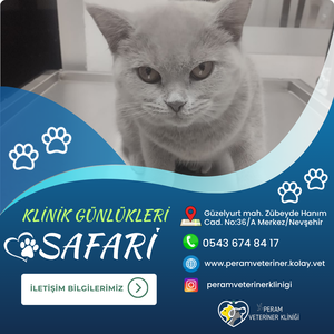 SAFARİ