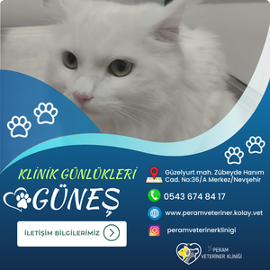 GÜNEŞ