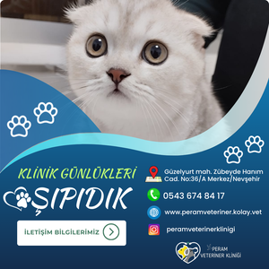 ŞIPIDIK