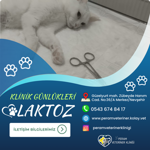 LAKTOZZ
