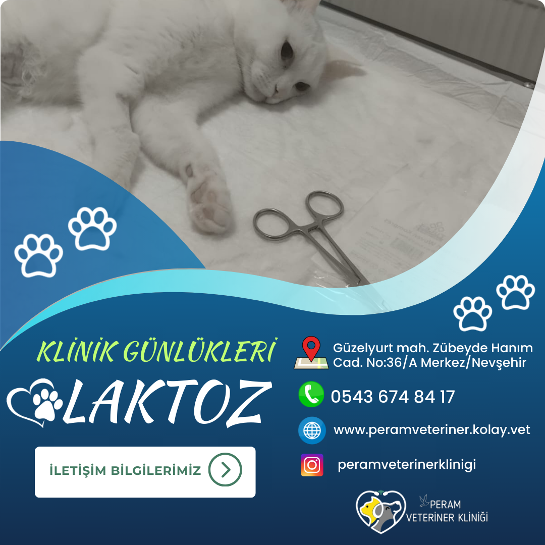 LAKTOZZ