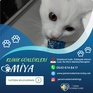 MİYA