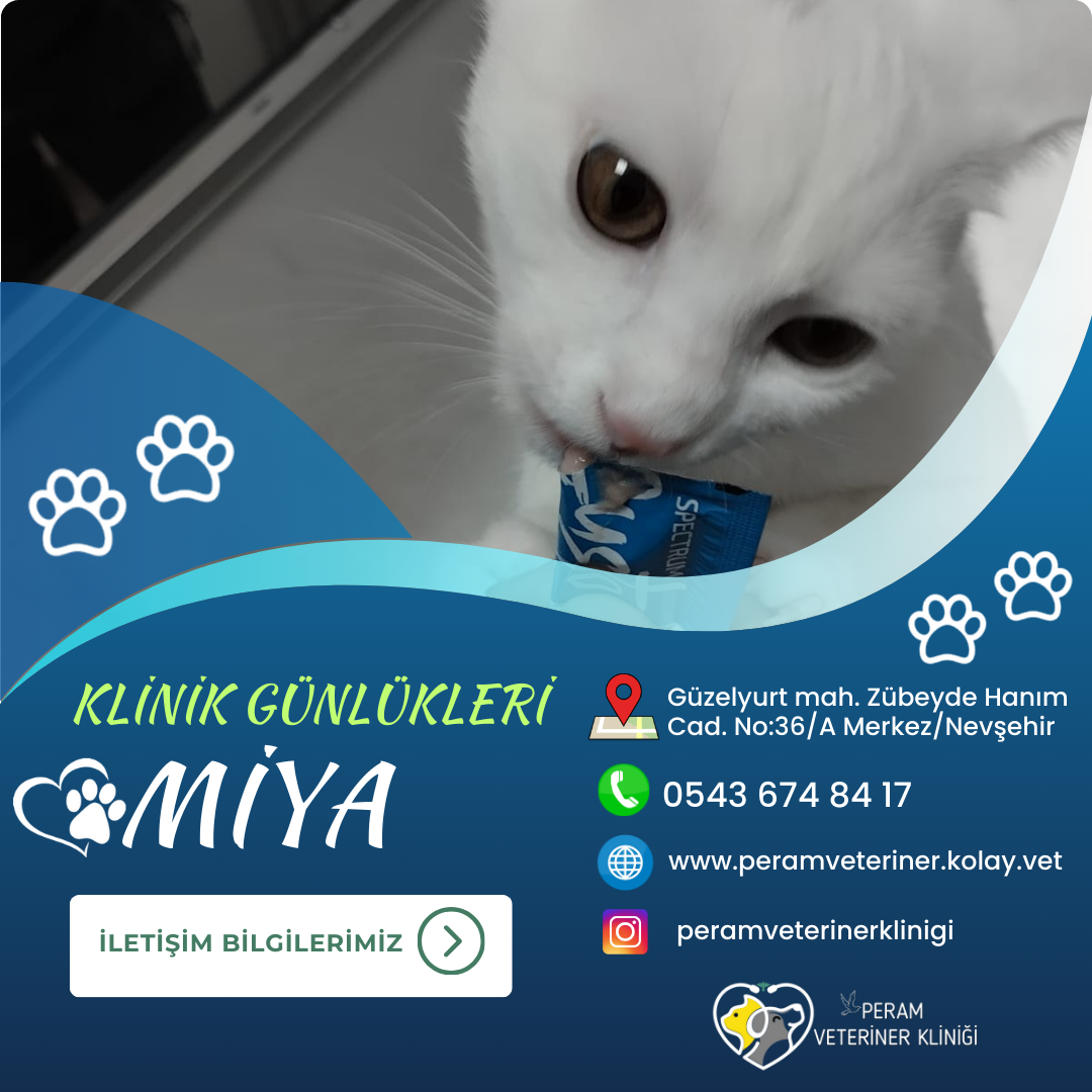 MİYA