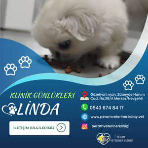 LİNDA