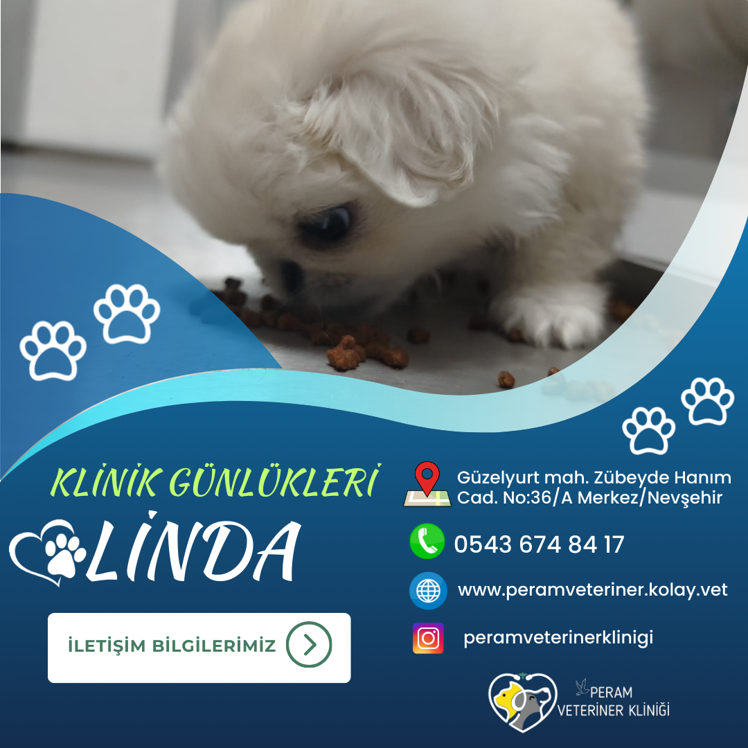 LİNDA