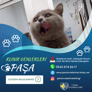 PAŞA