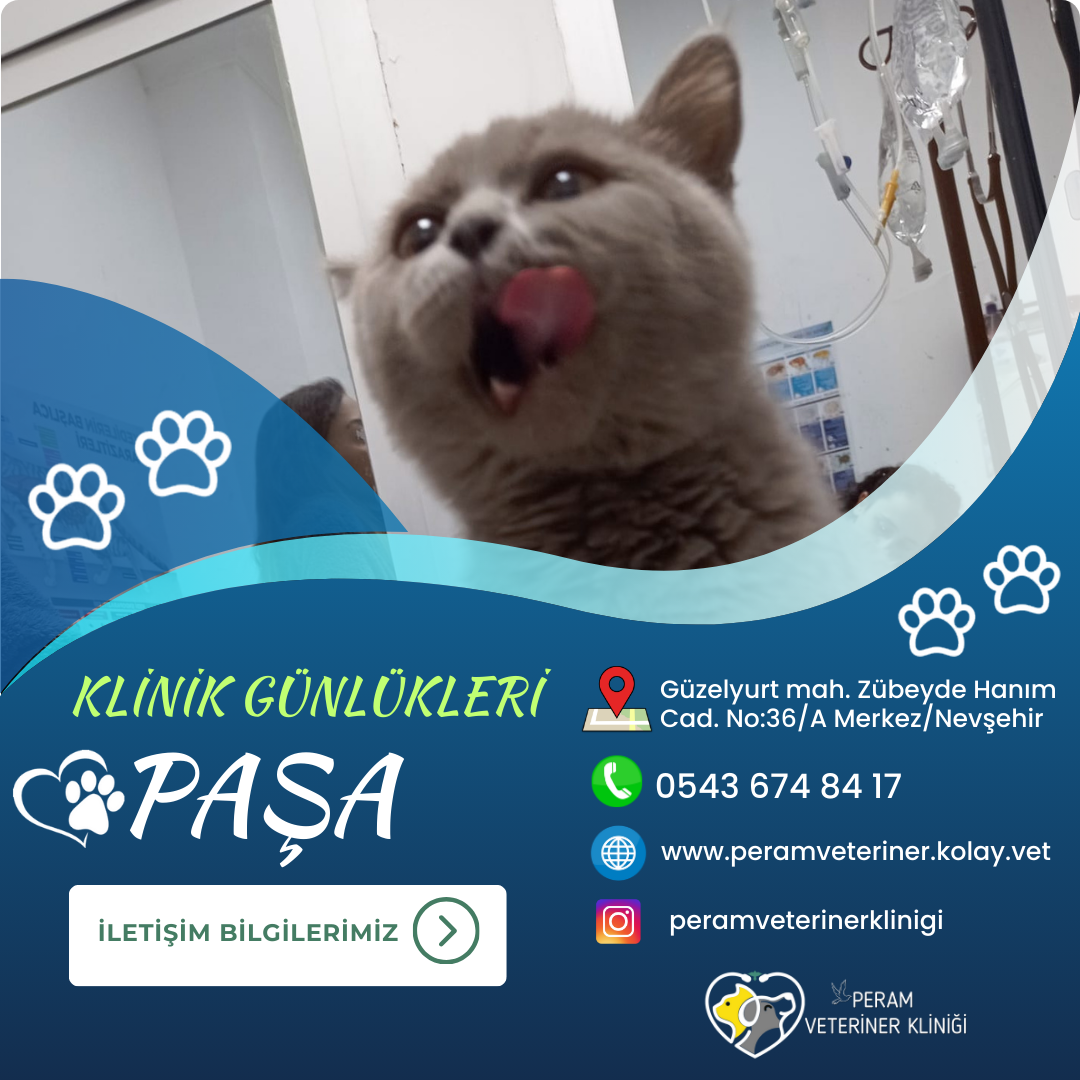 PAŞA