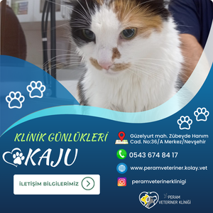 KAJU
