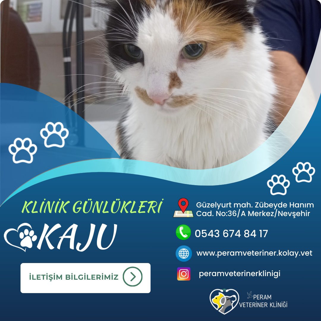 KAJU