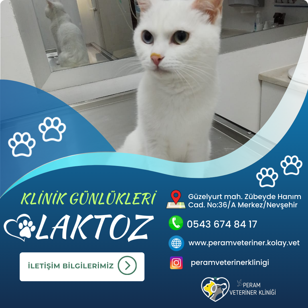 LAKTOZ