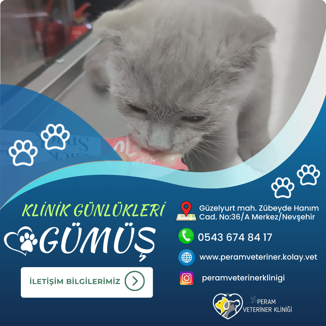 GÜMÜŞ