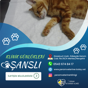 ŞANSLI
