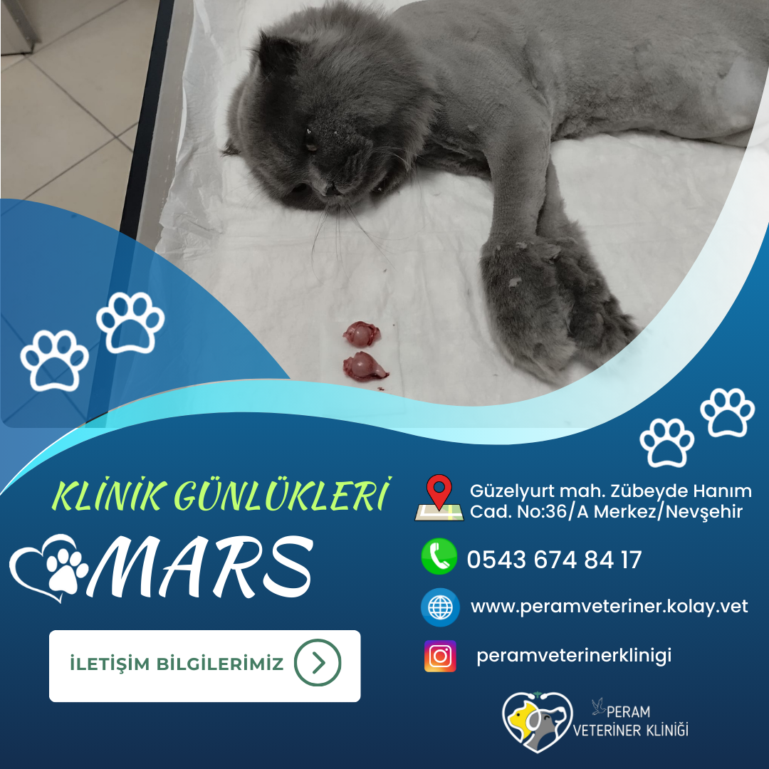 MARS-1