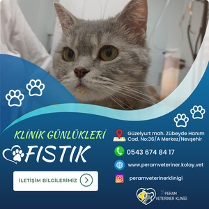 FISTIK