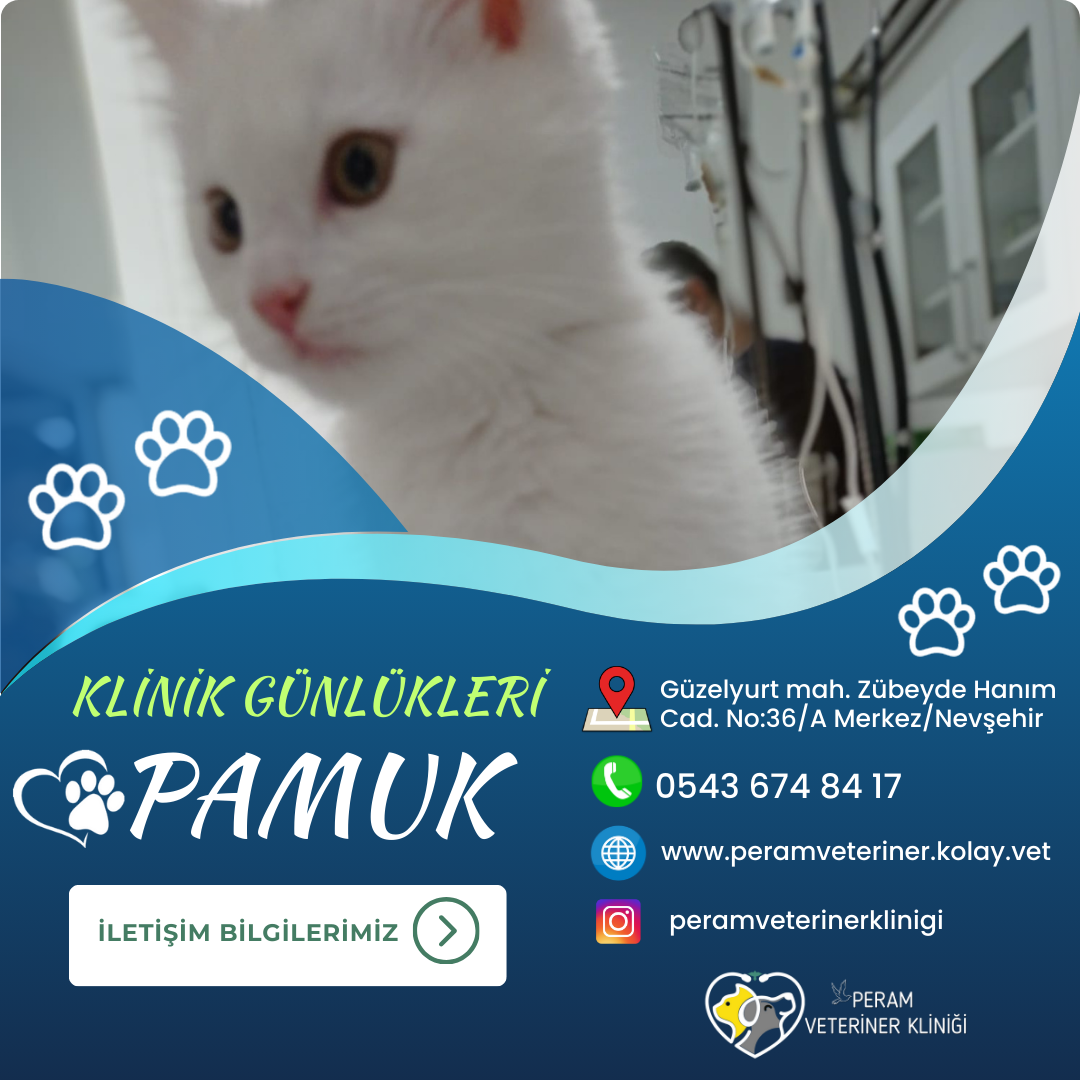 PAMUK