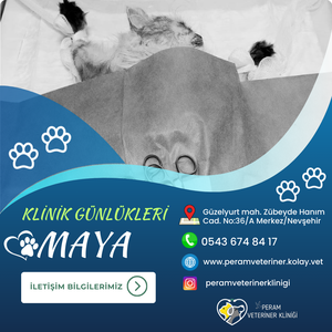 MAYA