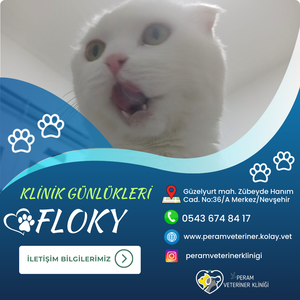 FLOKY