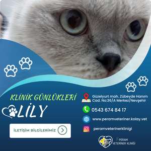 LİLY
