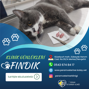 FINDIK