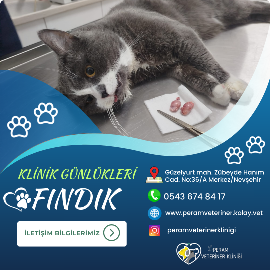 FINDIK