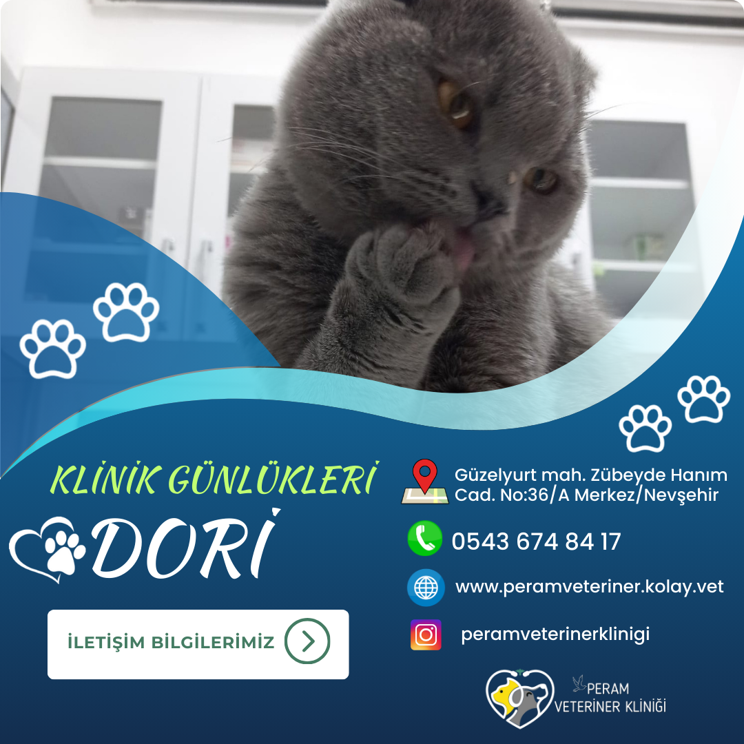 DORİ