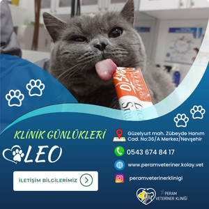 LEO