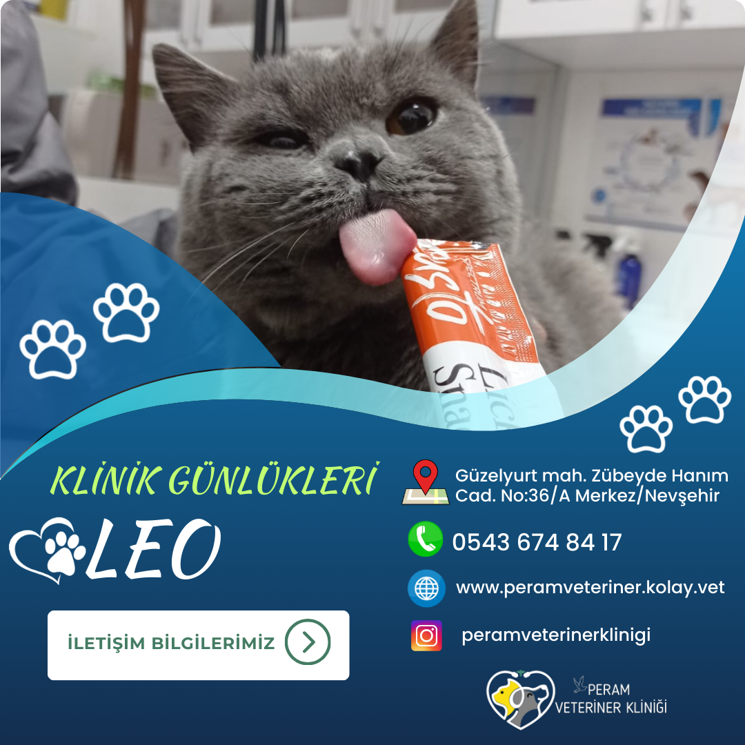 LEO