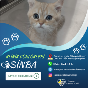 SİNBA