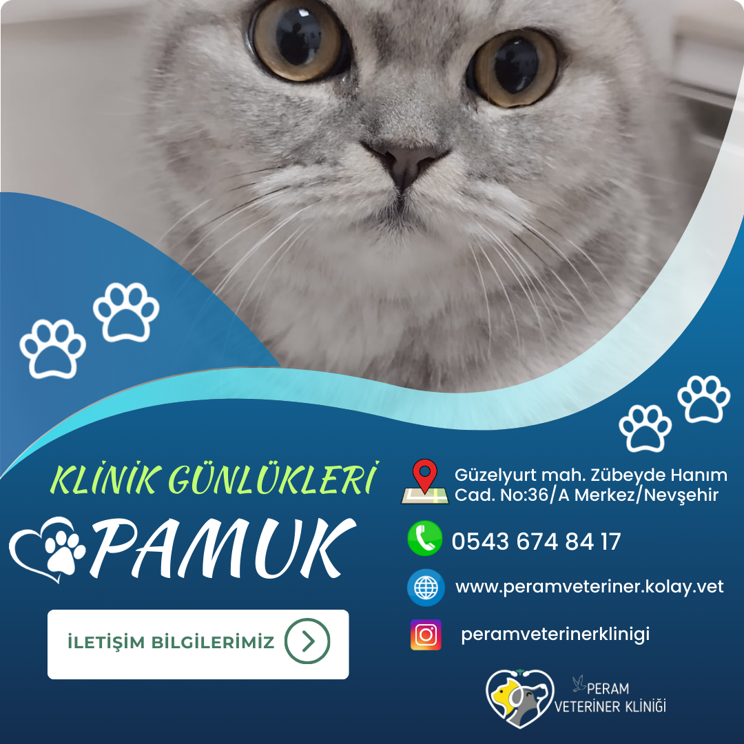 PAMUK1
