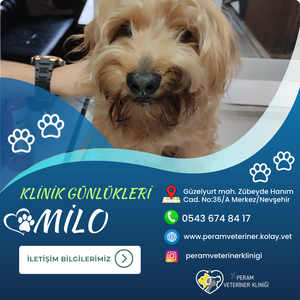 MİLO