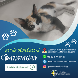 ARMAĞAN
