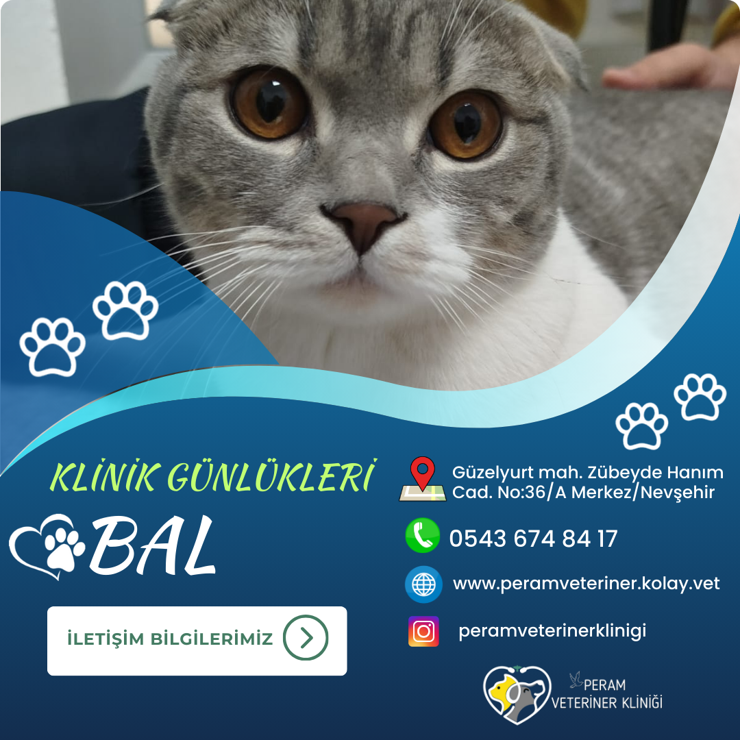 BAL
