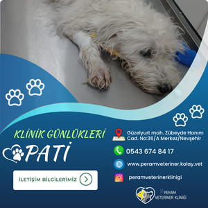 PATİ