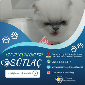 SÜTLAÇ
