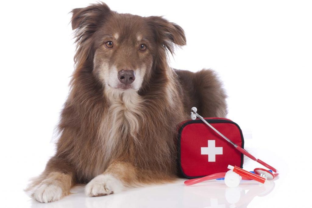 Yaz Aylarında Köpeklerde Zehirlenme ve İlk Müdahale