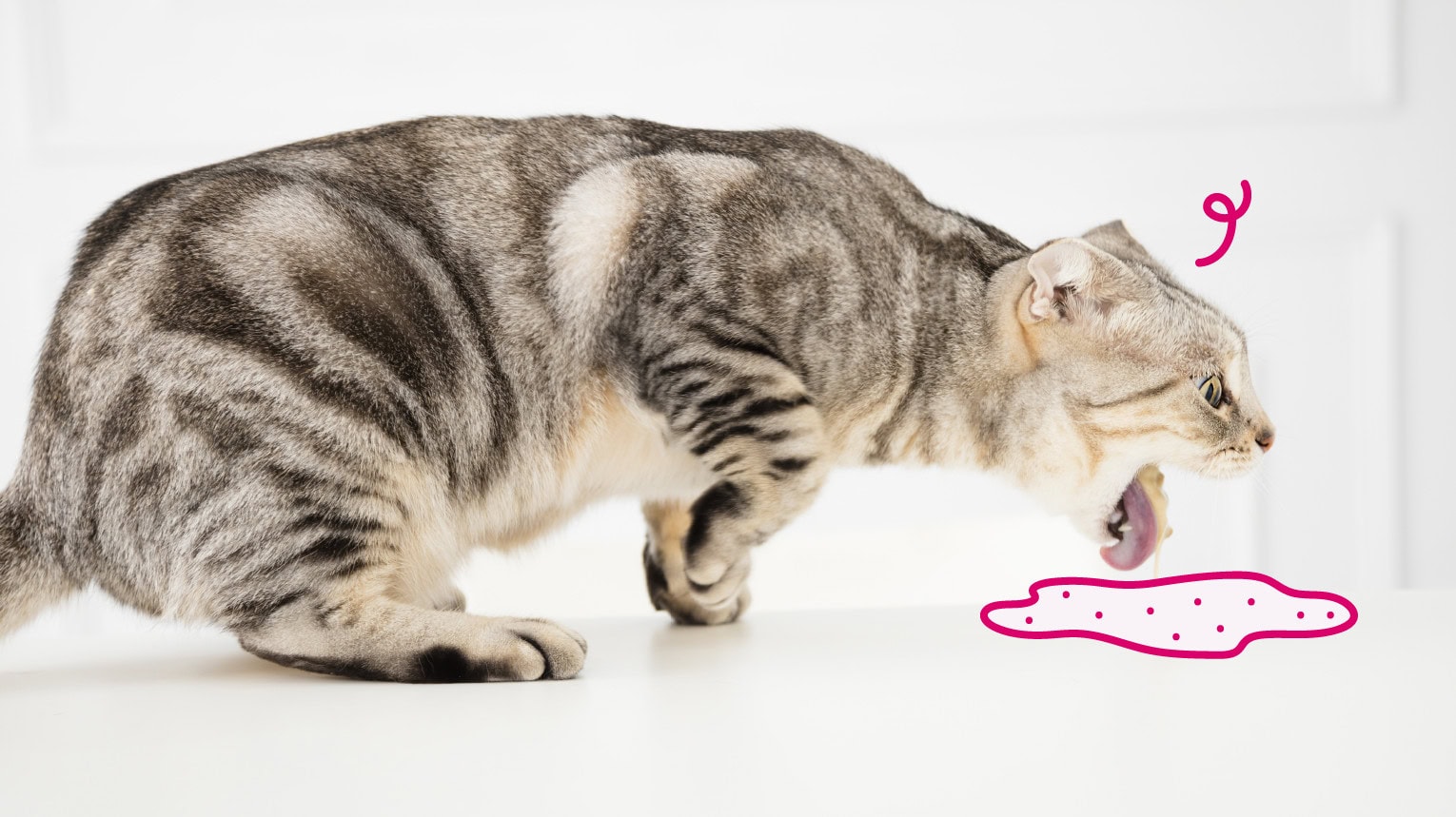Kedi Kusuyorsa Ne Yapmalısınız?