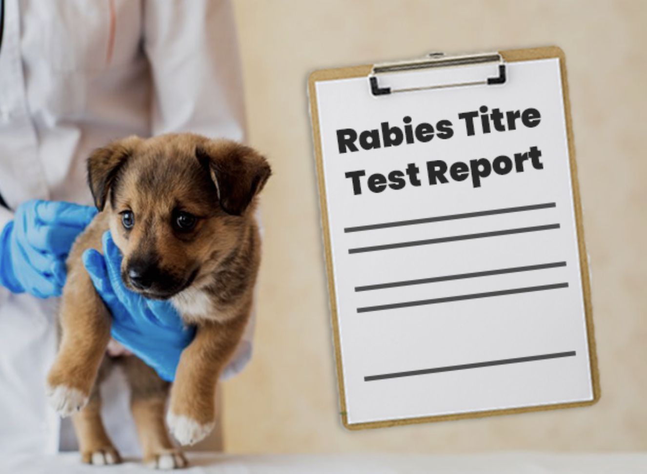 Fethiye- Muğla Kuduz Titrasyon Testi / Rabies Titer Test