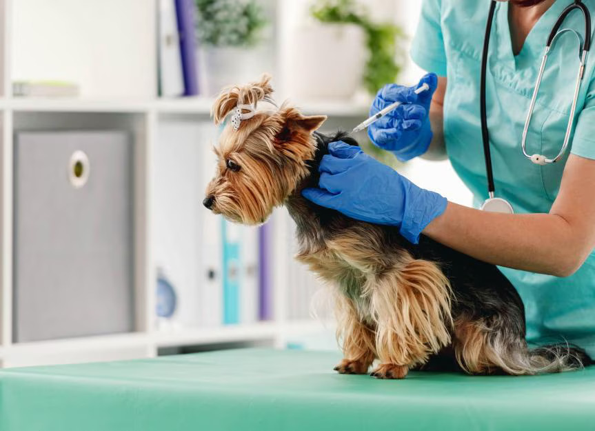 Dog Vaccination Schedule: Protecting Your Puppy and Adult Dog from Serious Diseases