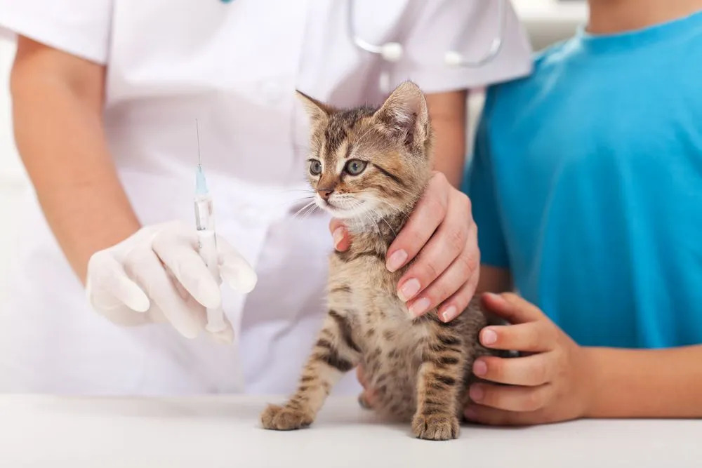 Cat Vaccination Schedule: A Guide to Keeping Your Feline Healthy from Kitten to Adult