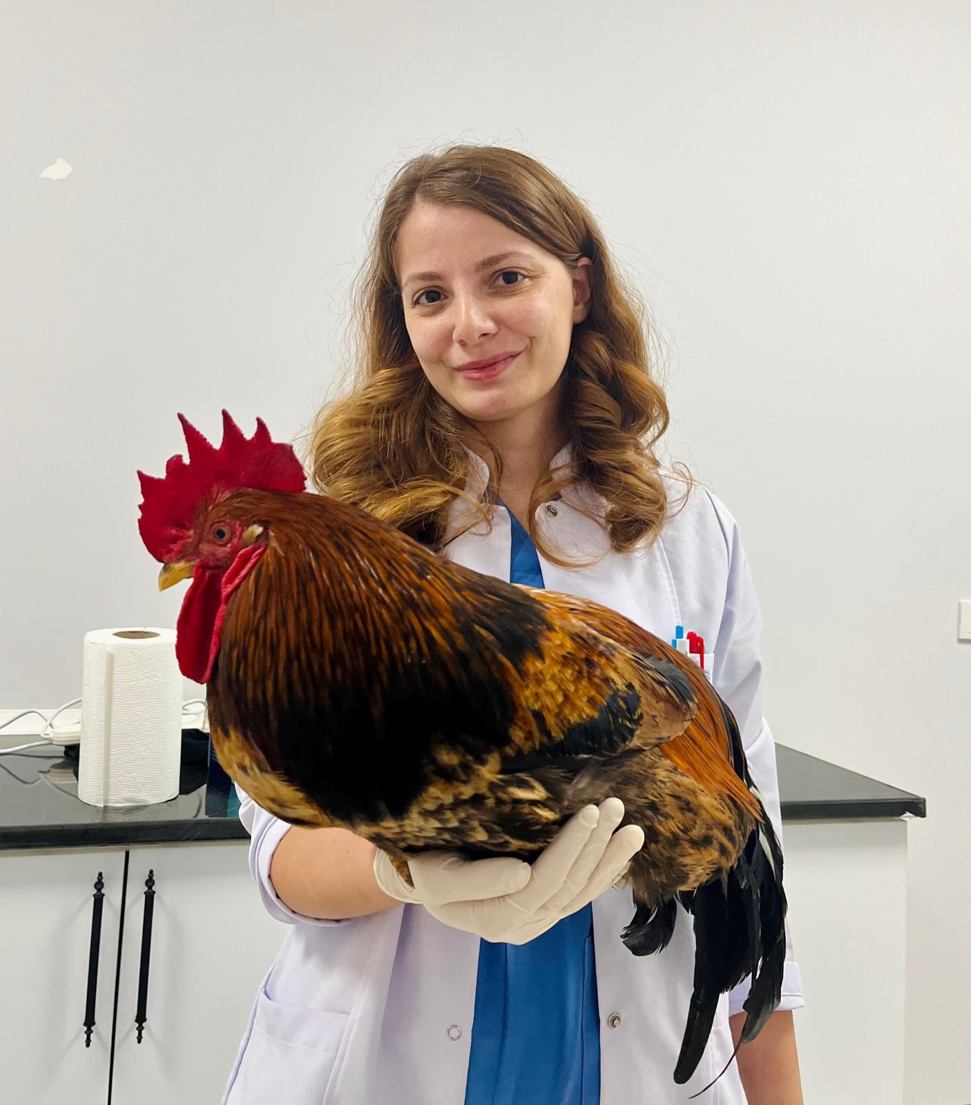 Veteriner Hekim     Şeyma KAYA